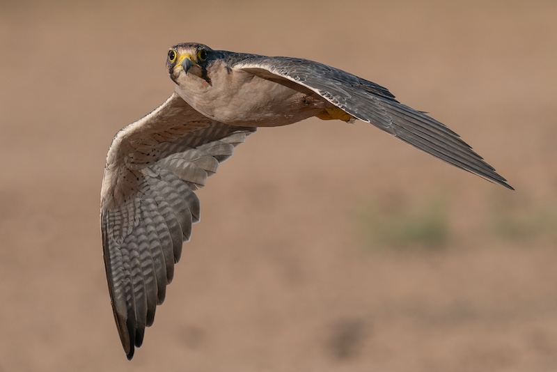 Swartland Fotografieklub - Ciszanne Crous - Lanner in Flight