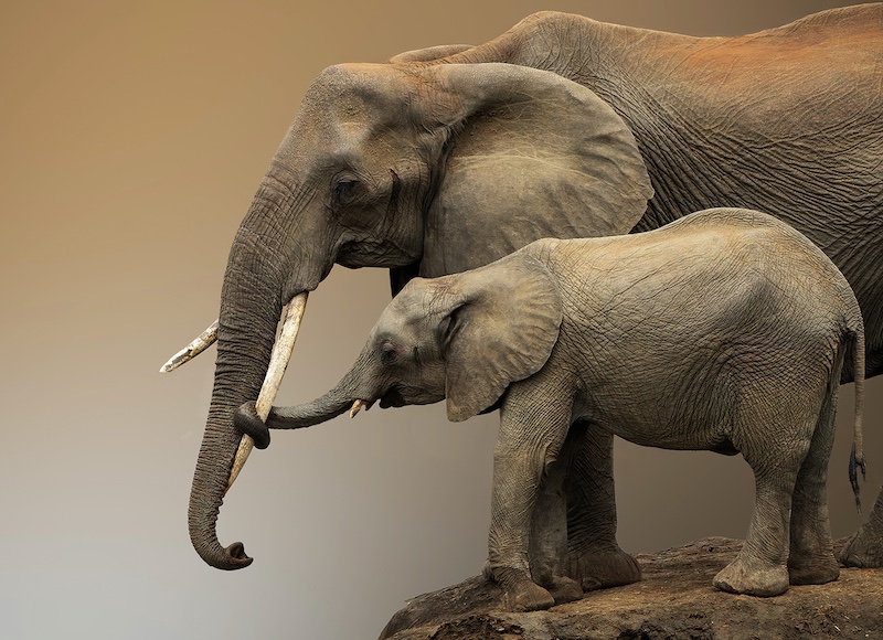 Tafelberg  Fotografieklub - Adriaan  van Zyl - Love is