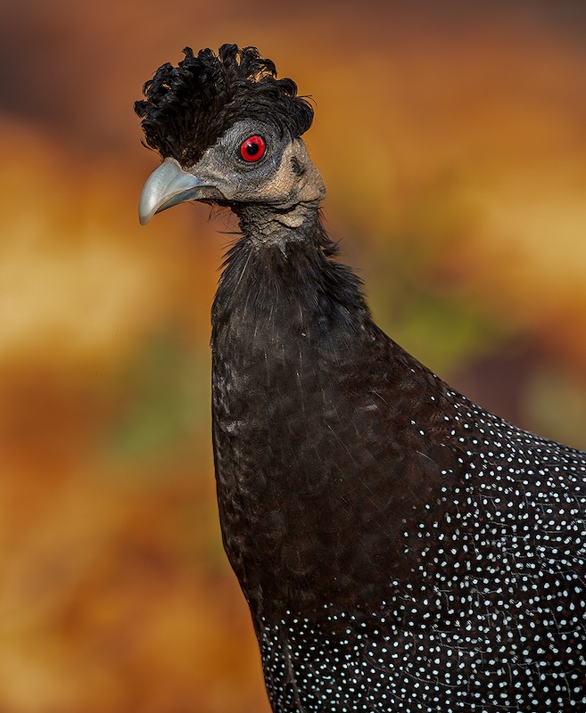 Tygerberg Photographic Society - Bennie Vivier - Crested Guineafowl portrait