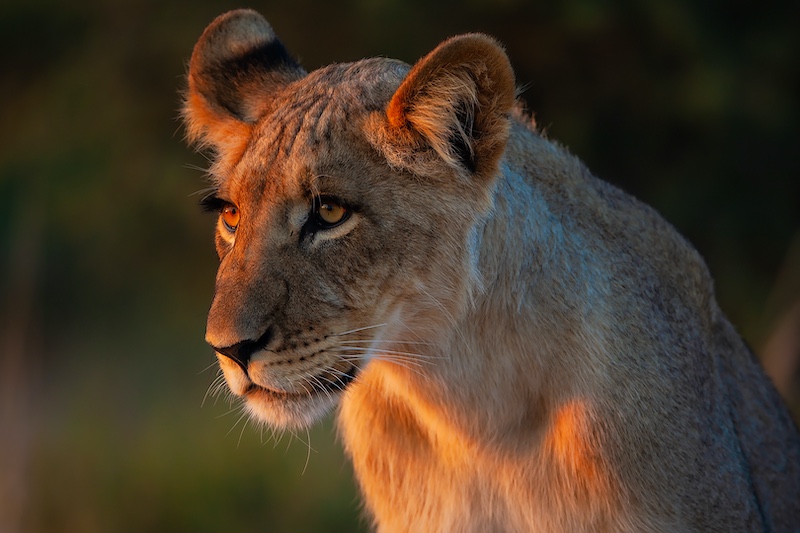 Vanderbijlpark Fotografiese Vereniging - Johan Joubert - polentswa leeu