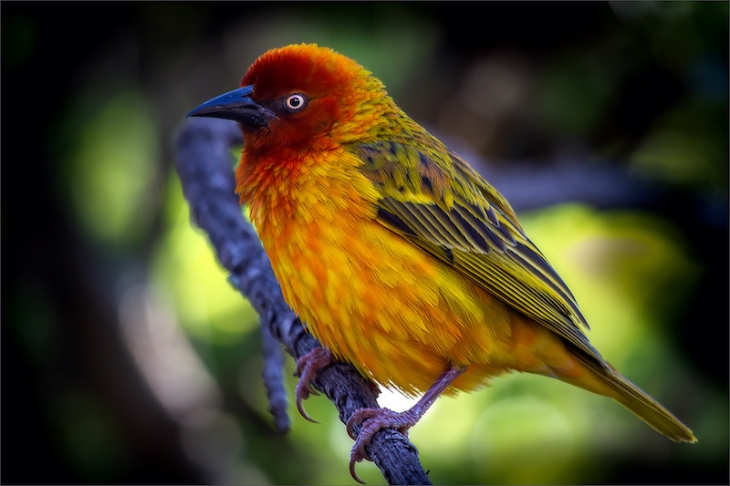 Vereeniging Photographic Society - Leon Jacobs - Red in the face