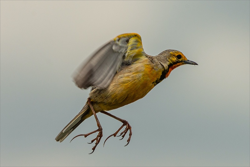 Albertino Goncalves - Brandpuntfotoklub - Oranjekeelkalkoentjie