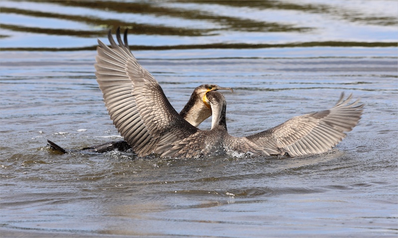 Ansie Steenekamp - Worcester Fotografie Klub - want my food