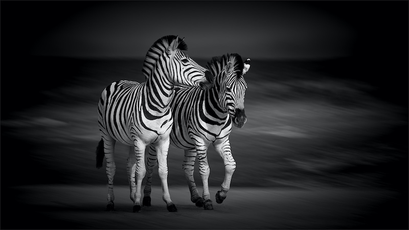 Carol Phillips - Knysna Photographic Society - two of a kind