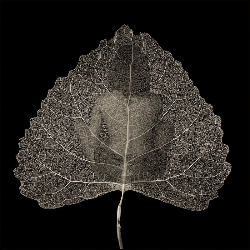 Christa Koekemoer - Harties Fotografie Studiegroep - Skeleton leave
