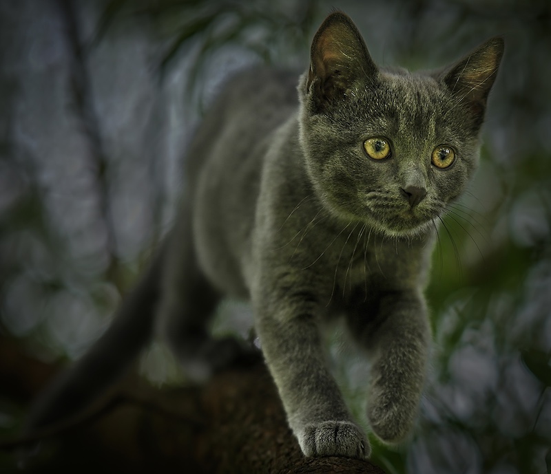 DNE Smit - Sasol Highveld Photography Club - Aspatat