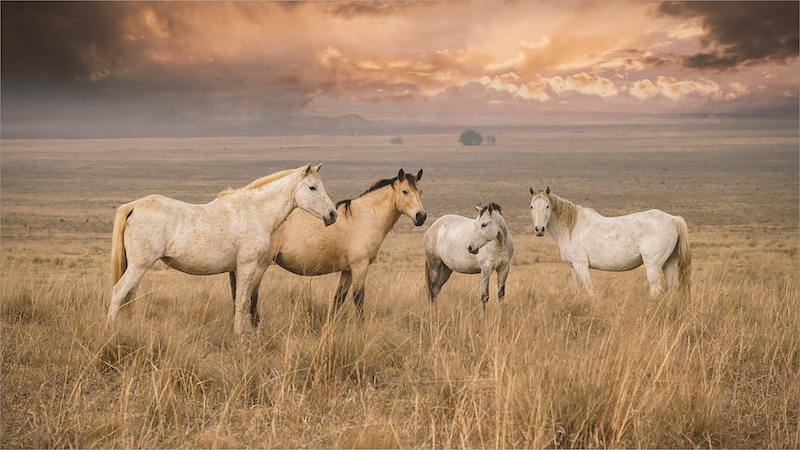 Diane Goncalves - Brandpuntfotoklub - Horses in the veld
