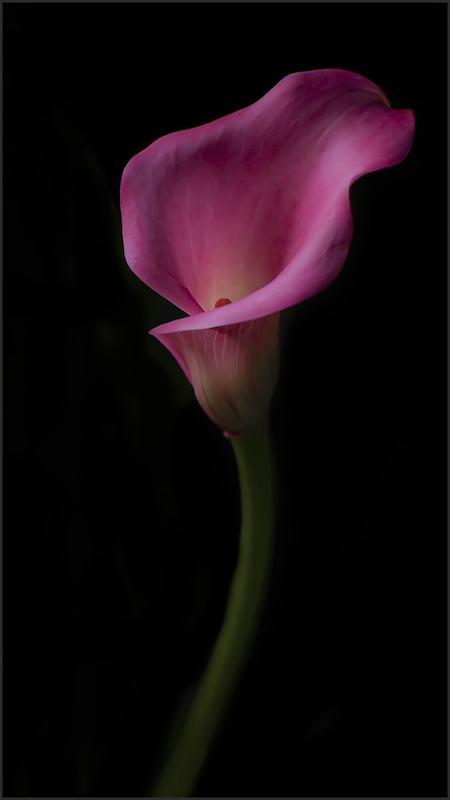 Elsa E van Dyk - Brandpuntfotoklub - Elegant Lily