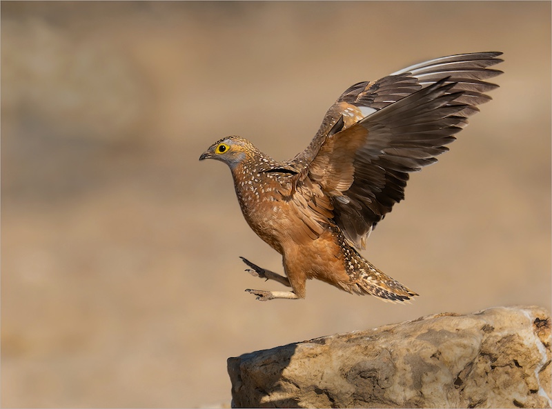 Eric Bosman - Kriel Foto Club - Gevlekte Sandpatrys