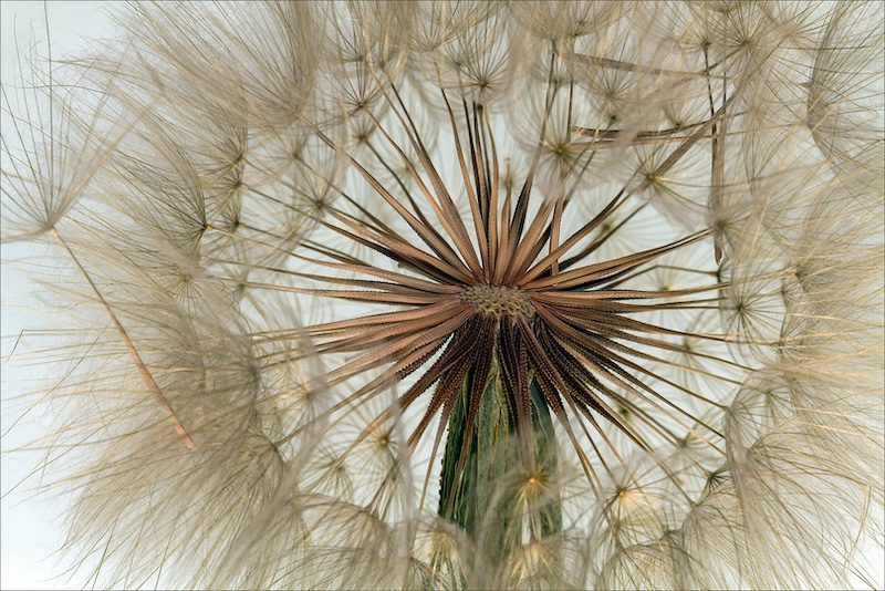 Haig Fourie - Vanderbijlpark Fotografiese Vereniging - Dandelion center
