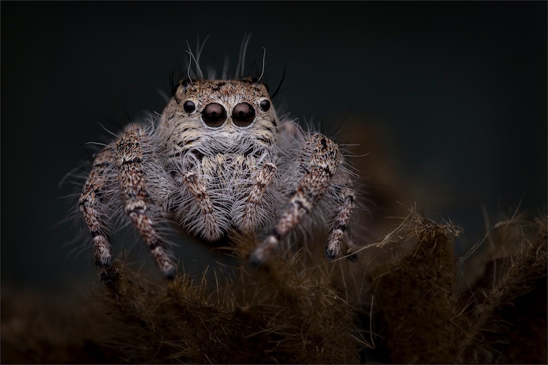 Hannes Claassens - Midlens Fotoklub - Jumping spider