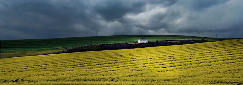 Leon Pelser - Sasol Highveld Photography Club - Canola symplicity