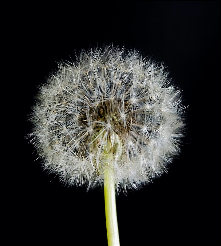 Louis Mouton - Brandpuntfotoklub - Dandielyn