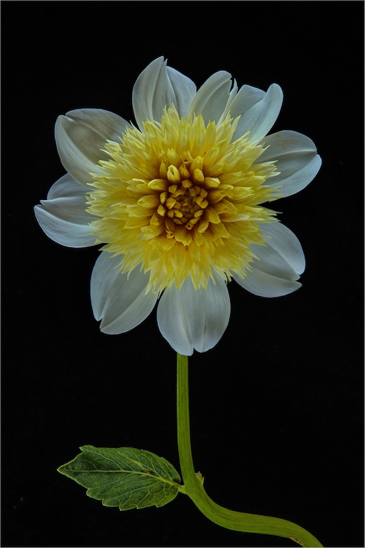 Louise De Lange - Witzenberg Photographic Society - Dahlia Platinum Blonde
