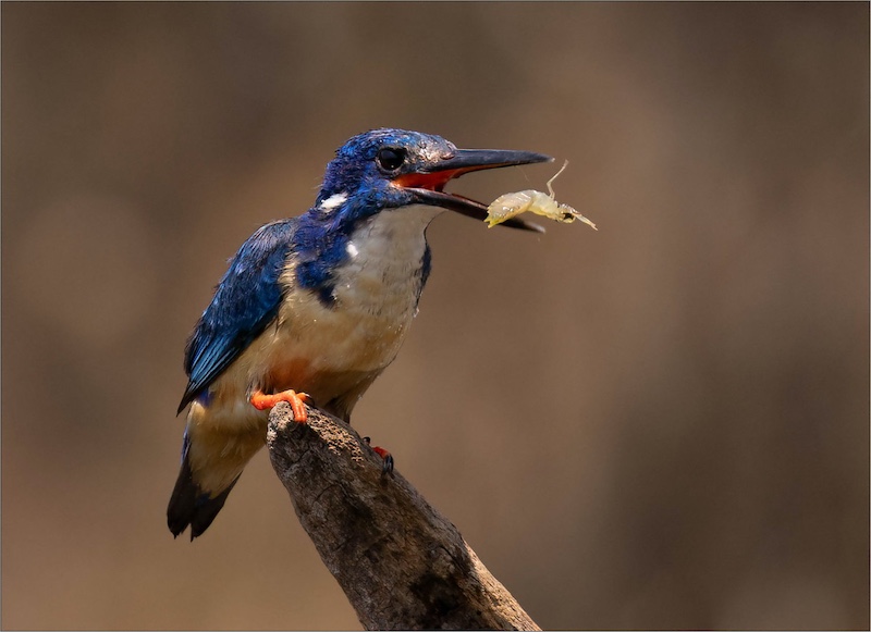 Mariana Venter - Midlens Fotoklub - Shrimp for breakfast