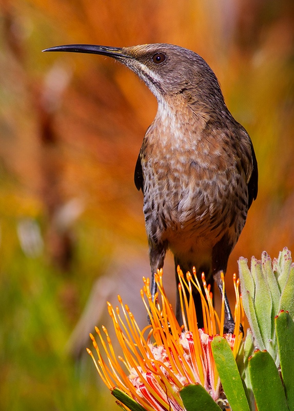 Michele-Ann Nel - Creative Camera Club - Cape Sugarbird