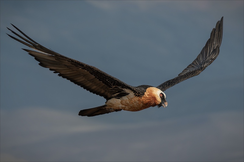Natasha  Bird - Southern Suburbs Camera Club - Soaring Bearded Vulture