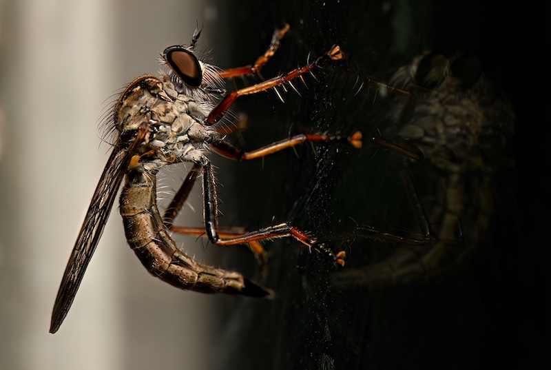 Nicci van As -  Independent - Robberfly Reflection