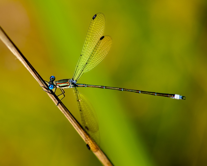 Peter Oosthuizen - Knysna Photographic Society - Smoky Spreadwing