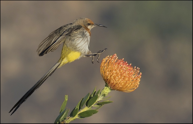 Roelf Ackerman - Midlens Fotoklub - Gurney Sunbird