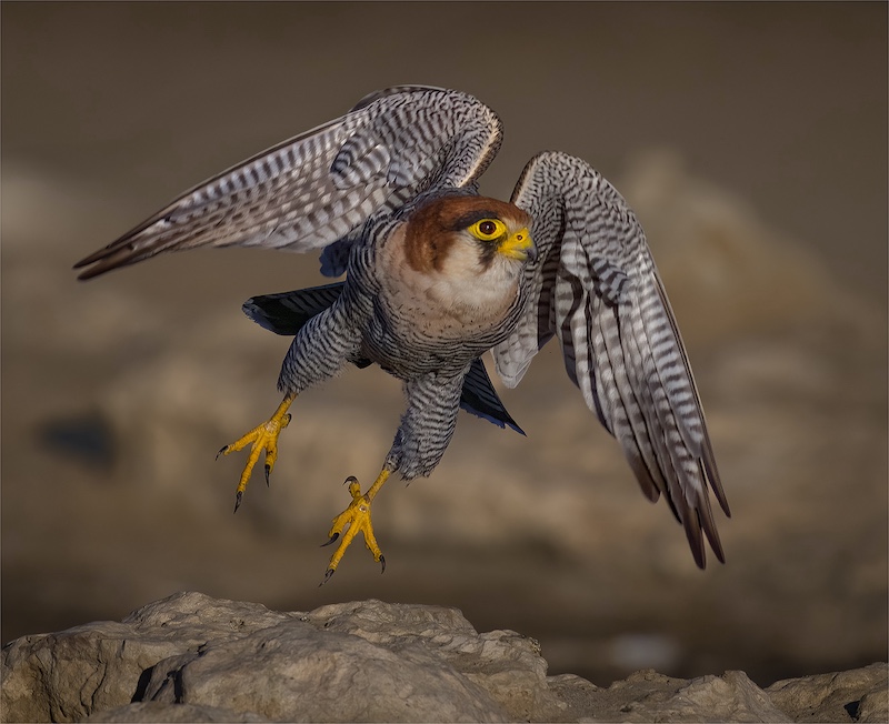 Theo Van Der Merwe - Boksburg Camera Club - Red neck Falcon take off at Cubitje Quap