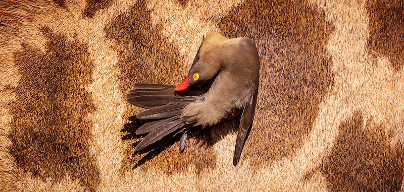 Yafei Yi - Sandton Photographic Society - Grooming While Riding