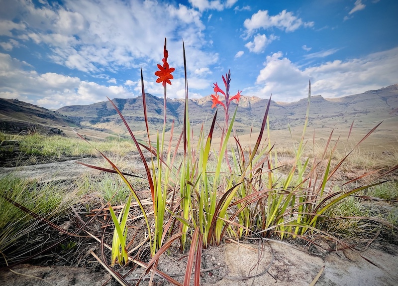 Ballito Photo Club - Jacqueline Nel - Red and Blue