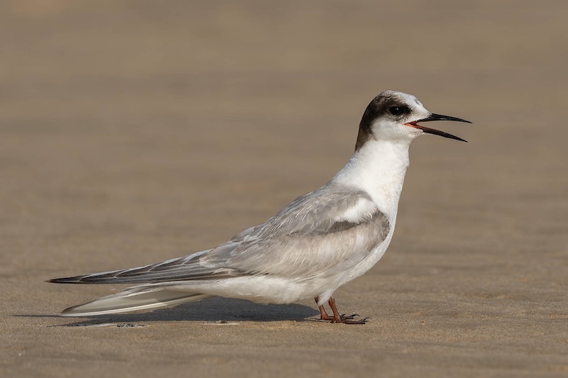 Bloemfontein Kameraklub - Pierre Plekker - Gewone Sterretje