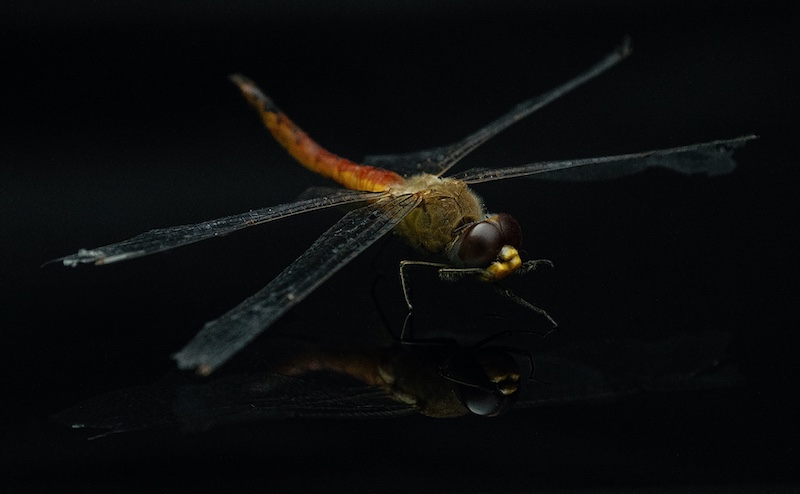 Bosveld Fotografie Klub - Marené Meyer - Draakvlieg