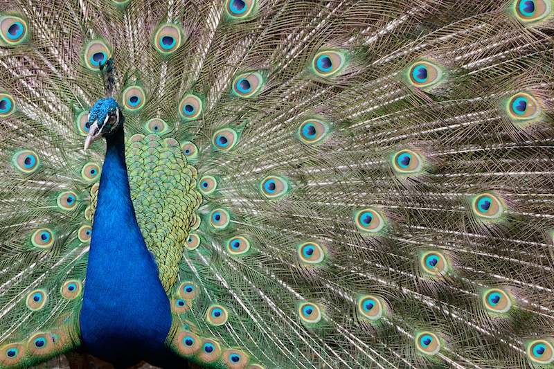 Cape Town Photographic Society - Gavin Klevansky - Look at Me Now