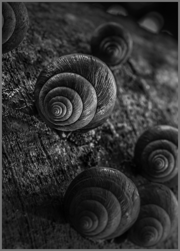 Durban Camera Club - Barbara  Higgins - Snail Spiral