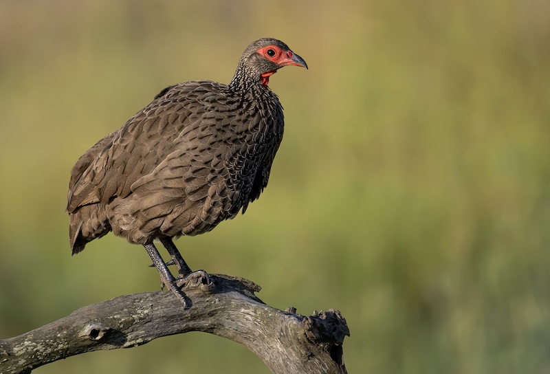 Eden Photographic Society - Marianna Erasmus - Seeking sun