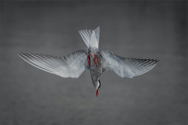 Edenvale Photographic Club - Sonja Olivier - Dive