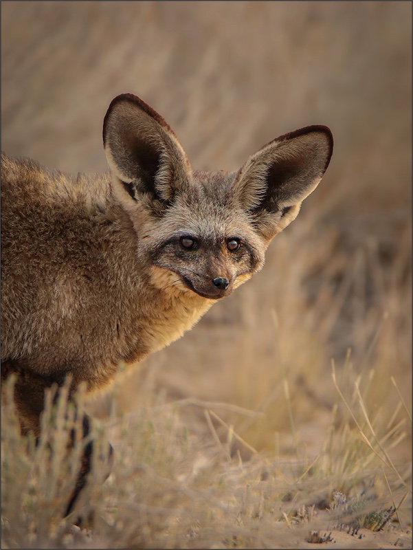 Ermelo Foto Klub - Judy Cronje - All Ears