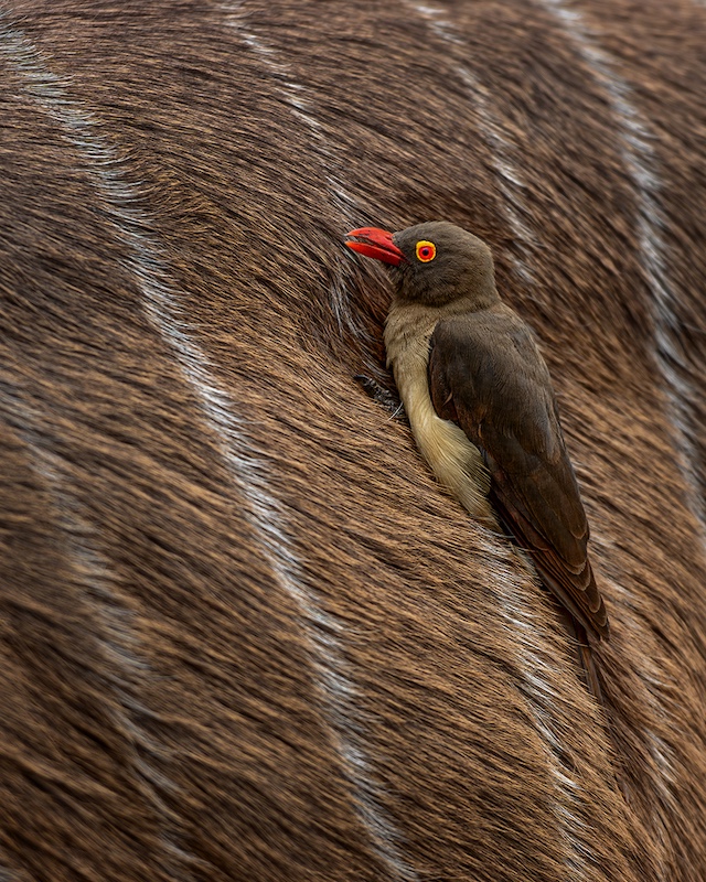 George Camera Club - Adelle Beukes - Ready and waiting