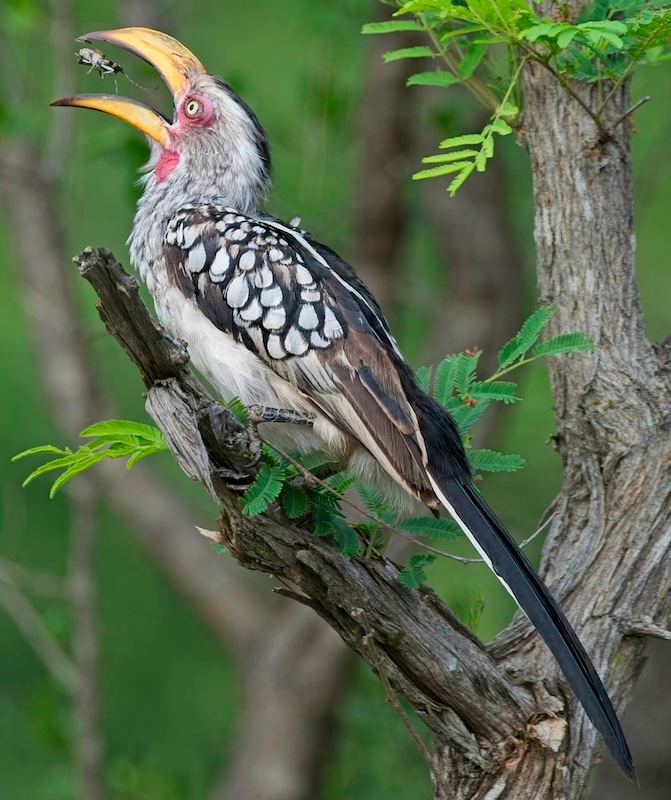 Hermanus Photographic Society - Henry Pieters - Insect catch
