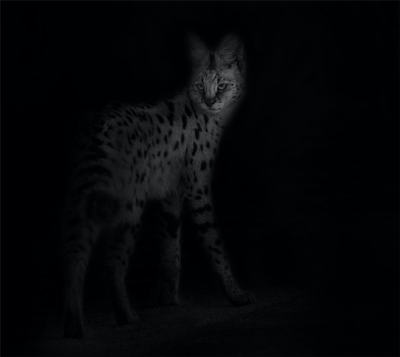 Hibiscus Coast Photographic Society - Sandy Reinders - Moonlight surprise