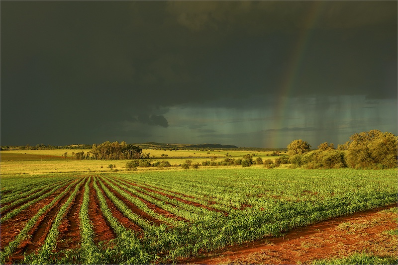 Klerksdorp Fotografie Klub - Spikes Lawrence - Mielies
