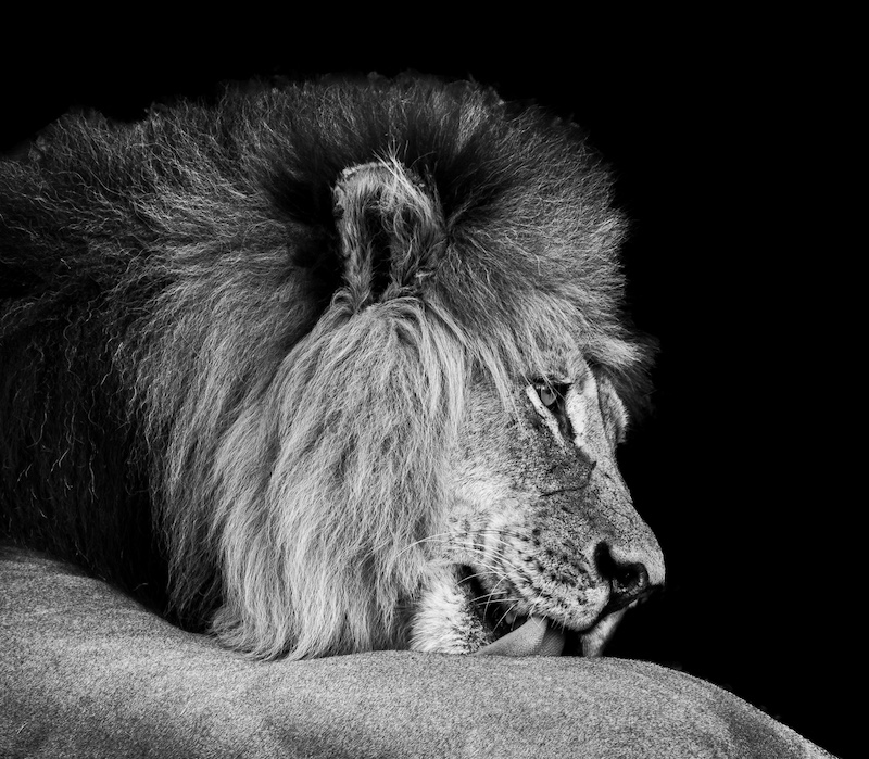 Knysna Photographic Society - Claudette Gericke - Low Lying Lion