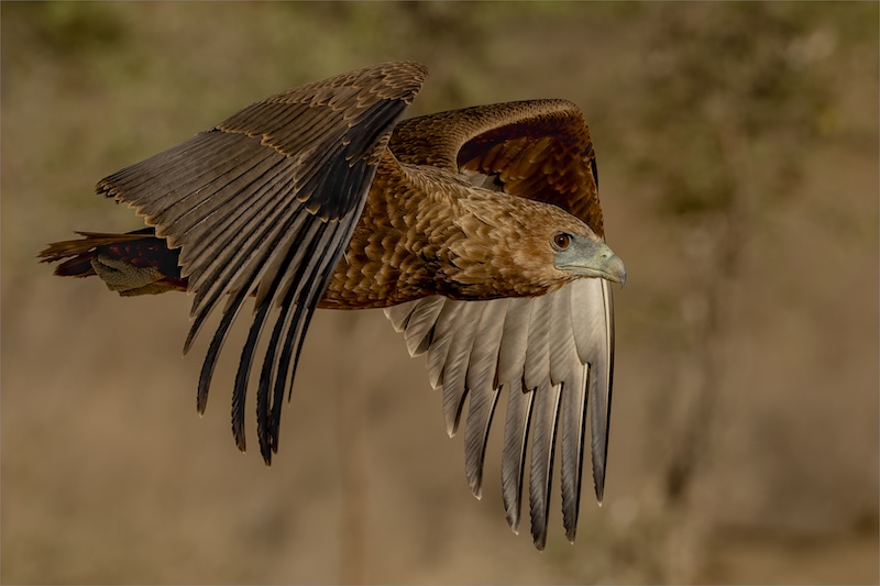 Paarl Photographic Club - Arnold Van Dyk - Juvenile bataleur