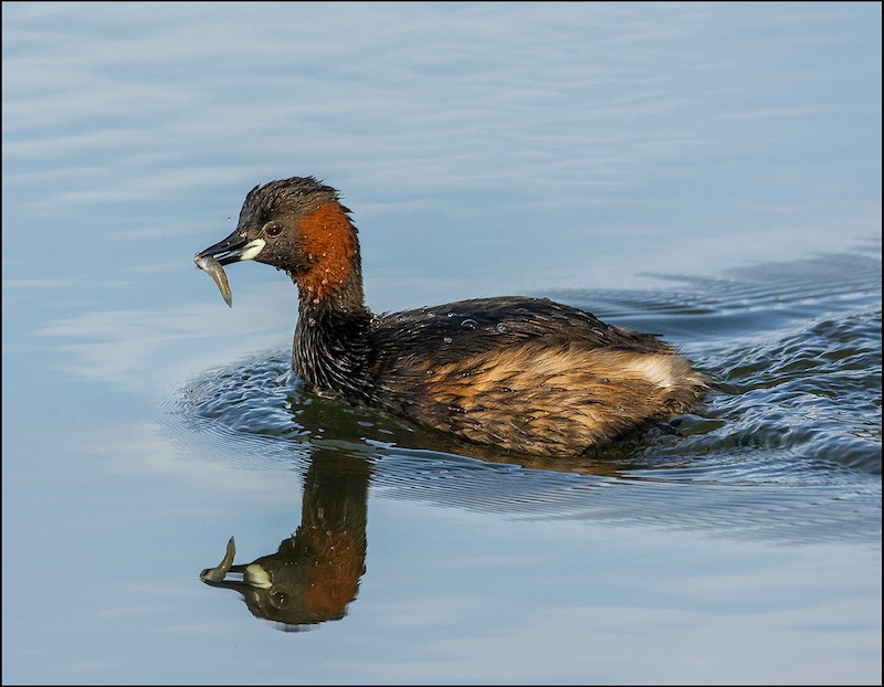 Port Elizabeth Camera Club - Colin Lyall - Little Grebe