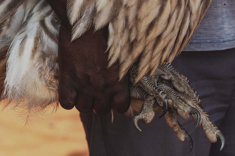 Pretoria Photographic Society - Carina Munday - Vulture Rescue
