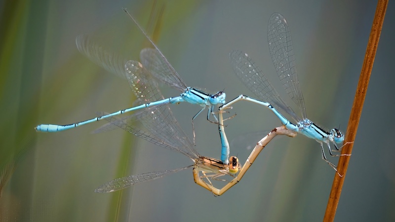 Princes Grant Camera Club - Tian Oosthuisen - Mating swamp bluet disruption