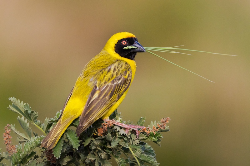 Randburg Foto Klub-Randburg Photo Club - Wolfgang Meyer - Time to build