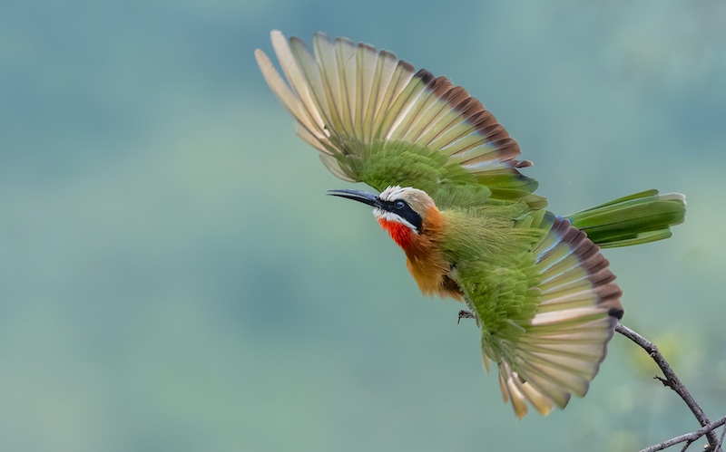 Sandton Photographic Society - David Stein - White fronted bee eater in flight