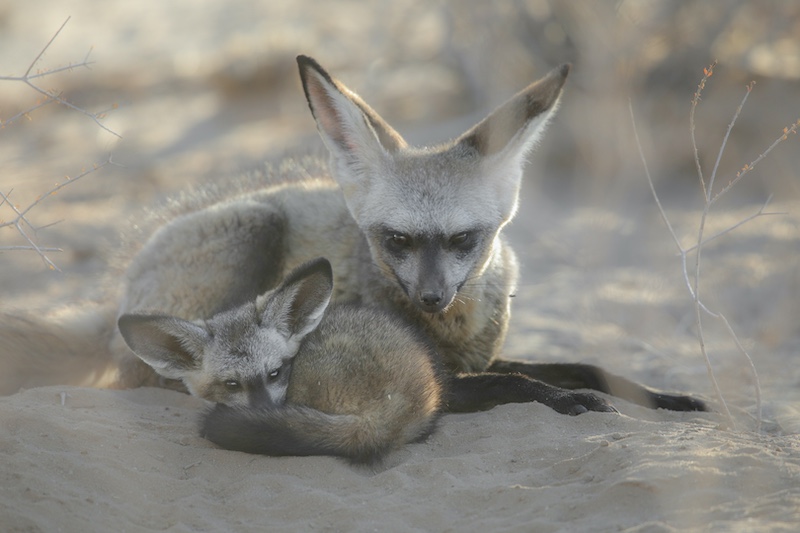 Sasol Highveld Photography Club - John Mullineux - Bat-eared fox cuddles