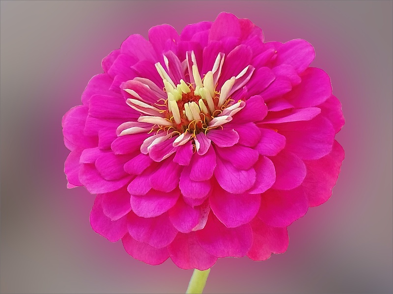 Schools - Aristea Photoclub - Angel Beziek - Pink lady