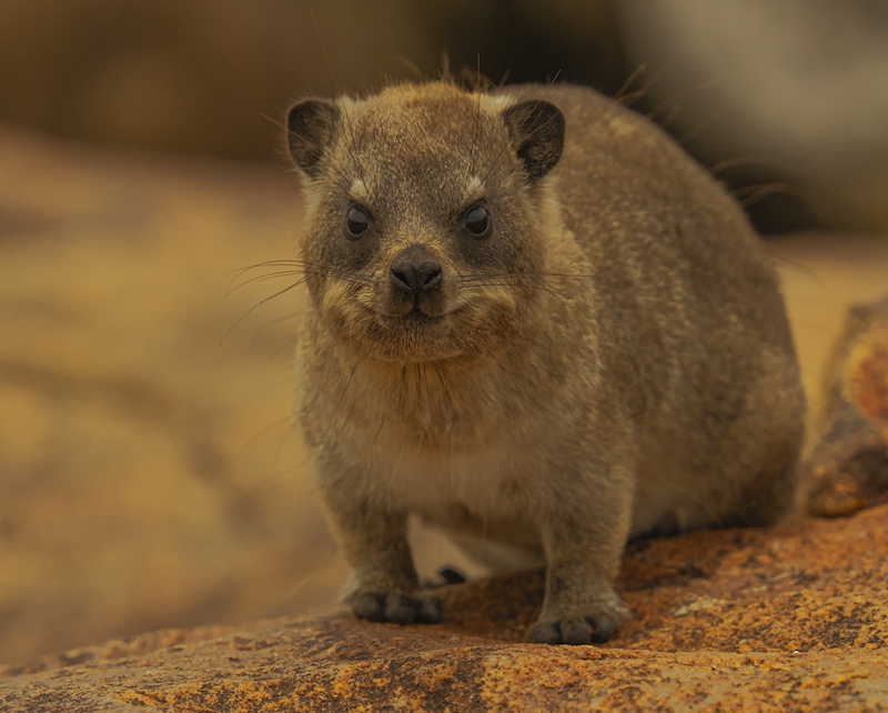 Scottburgh Camera Club - Susie Benecke - Soak up the Sun by Cheryl Crow