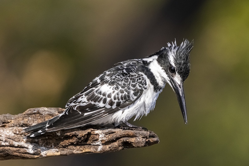Southern Suburbs Camera Club - Trevor Trump - Watching you