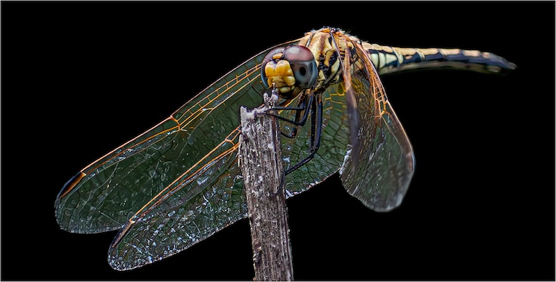 Springs Photographic Club - Jacobus Swart - Close up